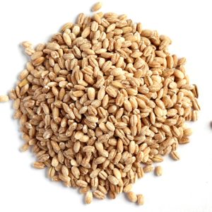 Barley