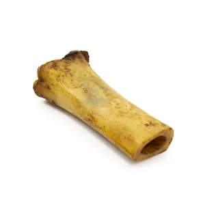 Femur Bone