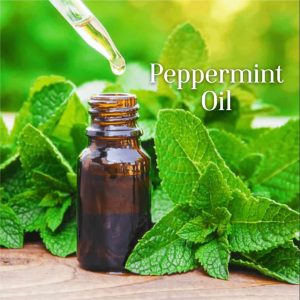 Natural Peppermint Oil Rectified