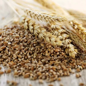 Triticale